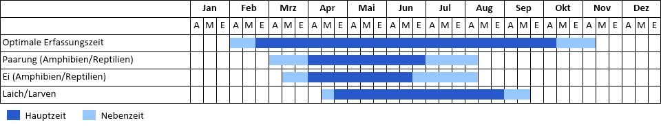 Teichmolch Phänogramm
