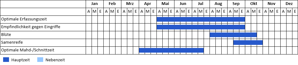 Beifußblättriges Traubenkraut Phänogramm