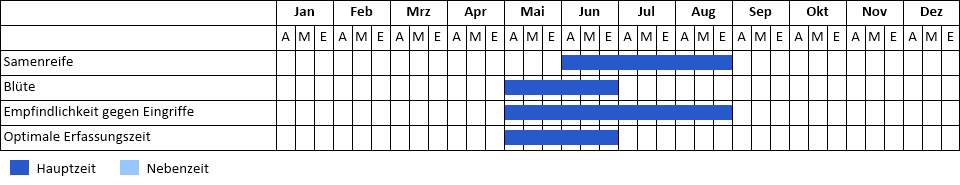 Gewöhnliches Katzenpfötchen Phänogramm