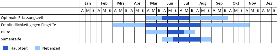 Gewöhnliche Arnika Phänogramm