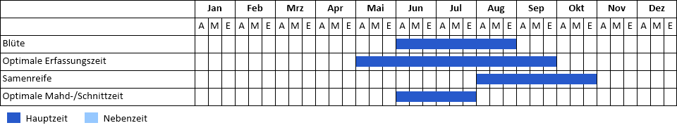 Echte Seidenpflanze Phänogramm