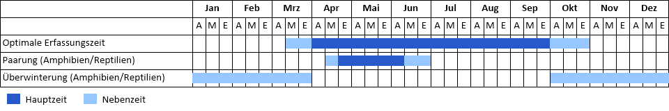 Blindschleiche Phänogramm