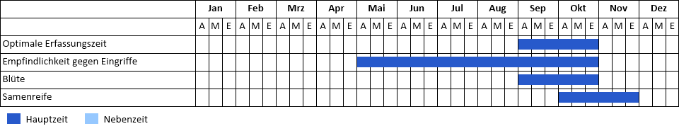 Lanzettblättrige Herbstaster Phänogramm