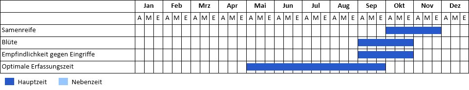 Symphyotrichum novi-belgii agg. Phänogramm