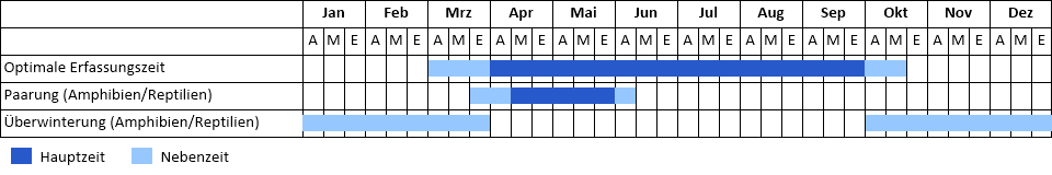 Waldeidechse Phänogramm