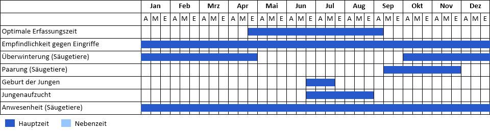 Kleine Hufeisennase Phänogramm