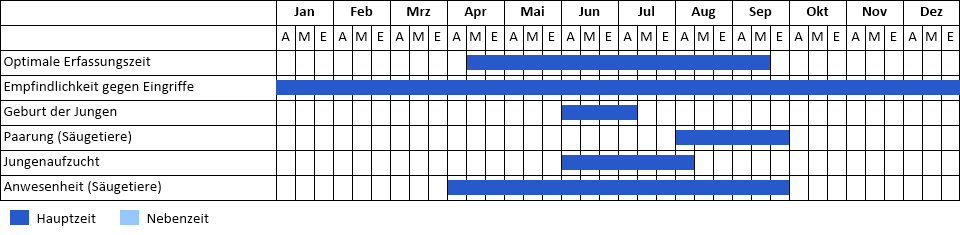 Kleinabendsegler Phänogramm