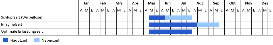 Kleine Moosjungfer Phänogramm