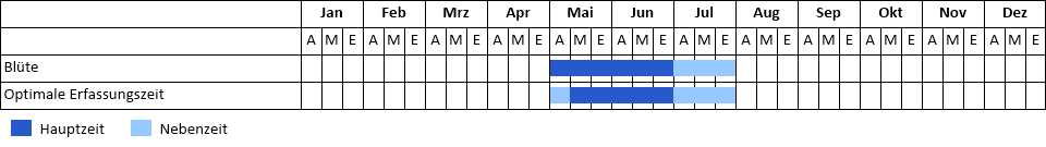 Blauer Lattich Phänogramm